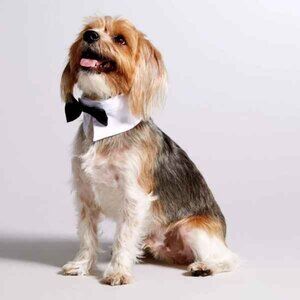 💕 3/$25 💕NWT Classic Black Bow Tie O/S Fits Most Cats Dogs Wedding Dress Up